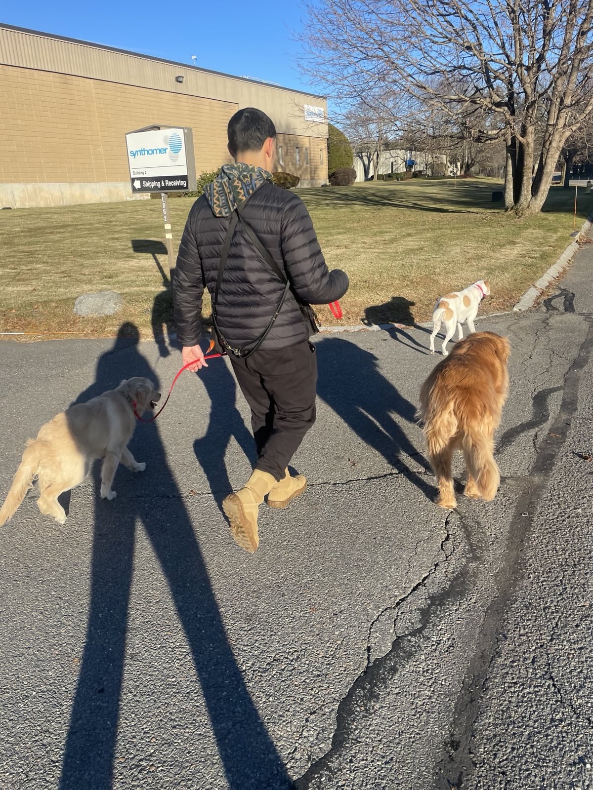 Steven walking dogs on leash during a private training session