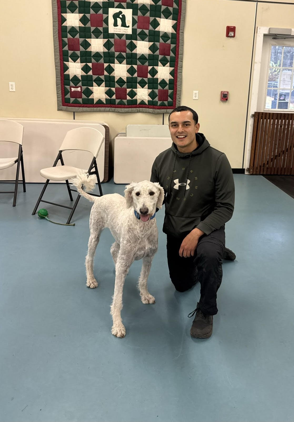 Dogs sitting calmly during obedience training